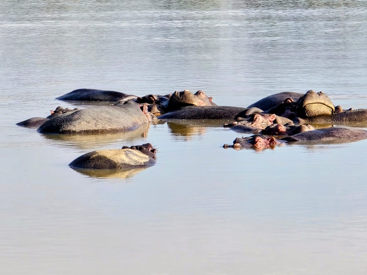 Nairobi National Park Half Day Game Drive